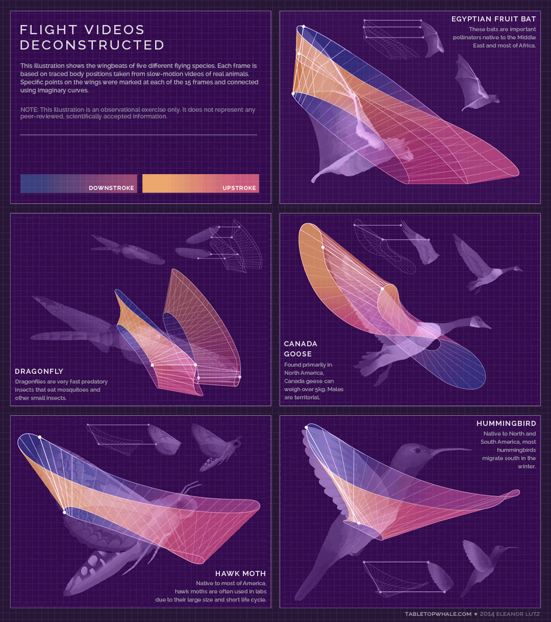 Flight Patterns Deconstructed Animated Infographic
